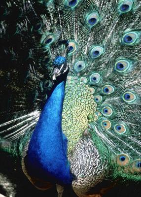 Protect your exotic peacock by building an enclosure on your property.