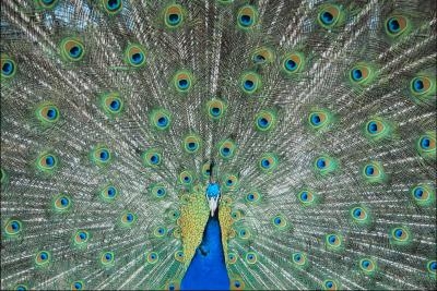 A blue male peacock displays its tail.