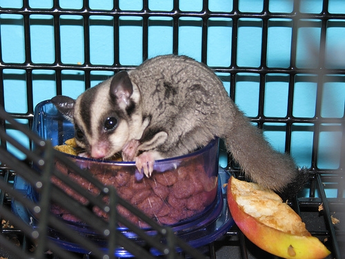 How Long Do Sugar Gliders Live in Captivity?