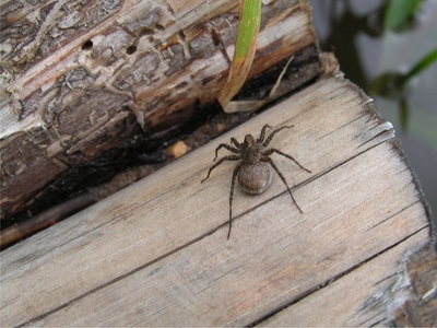 The wolf spider was originally thought to hunt in packs, like wolves. However, it is actually a lone predator.