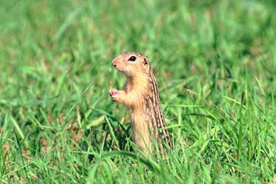 Baby 13-lined ground squirrels require consistent care to thrive.