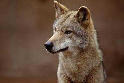 Coyotes are trouble for many farmers.