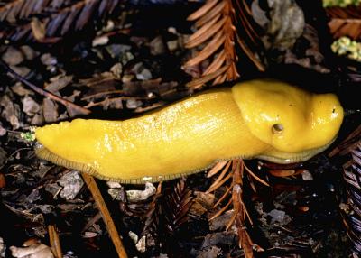 Banana slugs make interesting pets.