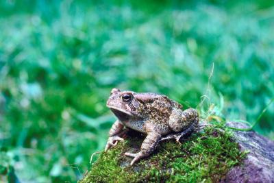 Toads have a relaxed demeanor.