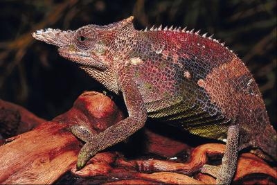 Chameleons have short lives, so they have very fast life cycles.