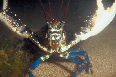 In the wild, only one blue lobster for every 2 million lobsters exists.