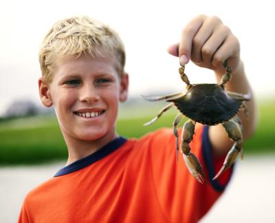 Mud crabs live in rocky outcroppings near the shore eating whatever food they find.