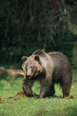 The brown or grizzly bear is one of the largest species in the Ursidae family.