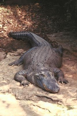 Alligators are large carnivores with teeth adapted to their diet.