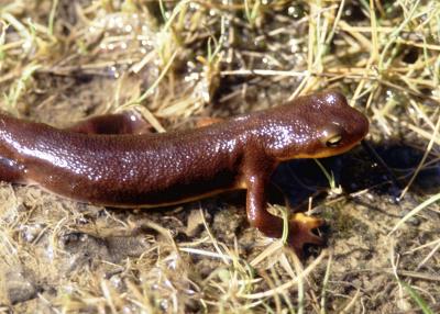 Newts have a more terrestrial life than most other salamanders.