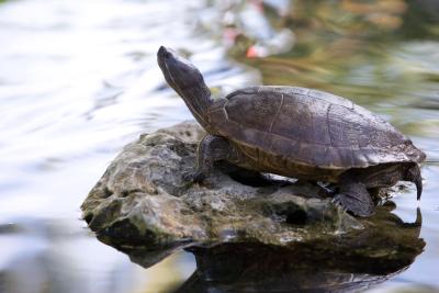Setting up your turtle's tank depends on the type of turtle you own.