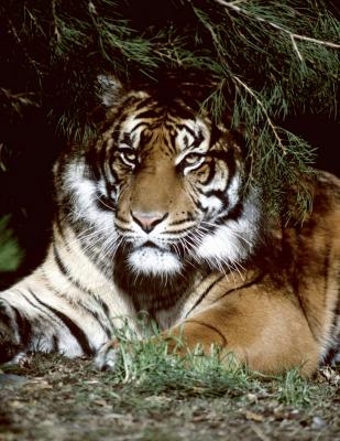 The tiger population has decreased 40 percent since 2000.