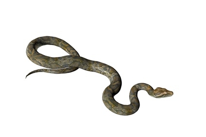 Pick up or control a snake with a homemade snake catching tool.