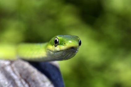 Green snake's make perfect pets