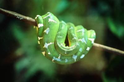 There are only two species of green snake, though subspecies do exist.
