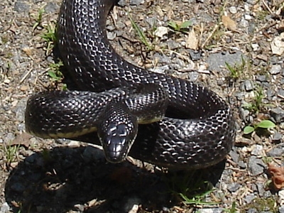 Black Rat Snake (Elaphe o. obsoleta)