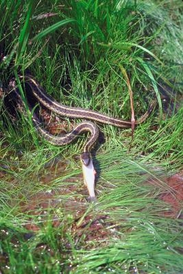 Garter snakes have round pupils and solid green, yellow or red stripes.