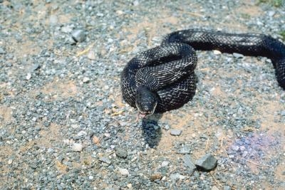 The black rat snake is distinct in color and size.