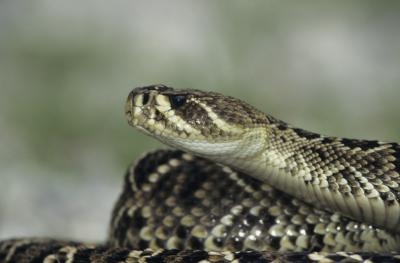 The eastern diamondback rattlesnake is an example of a snake with brown coloration and diamond-like markings.