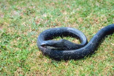 The black rat snake is Michigan's largest snake.