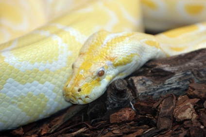 Burmese pythons can get mites, mouth rot and other infections.