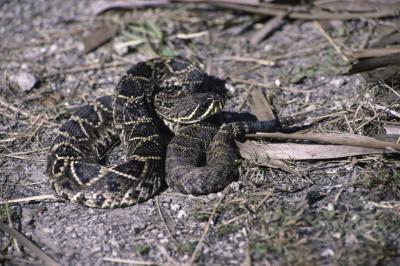 A rattlesnake.