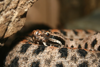 Florida king snakes thrive in the wild but are also popular pets.