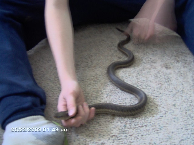 Pet Garden Snake