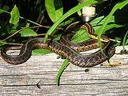 Identify the Sex of a Snake