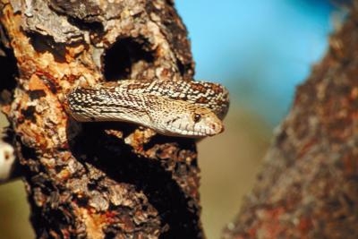 Bull snake perched in a tree