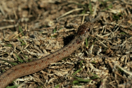 Garter snakes are a common nonpoisonous snake.