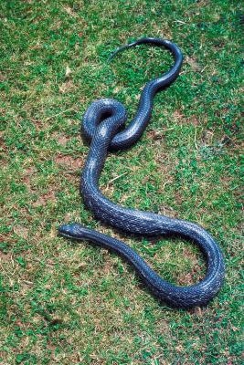 At almost 6 feet, the black rat snake is Maryland's largest snake species.