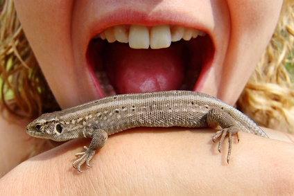Different species of lizards and geckos have different needs.