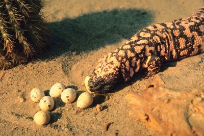 The Gila monster is one type of lizard.