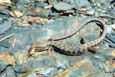 Alligator lizards have a varied diet.