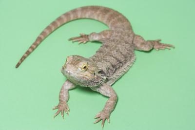 Lizards are reptiles like snakes and crocodiles.