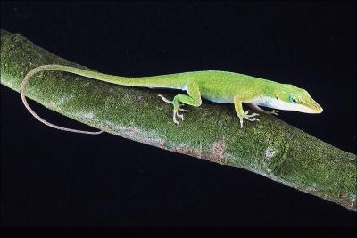 Green Anoles can change color, especially when they are stressed.