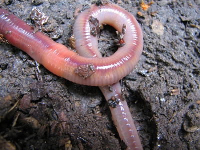 Earth worms are a good addition to the blue-tailed skink's diet.