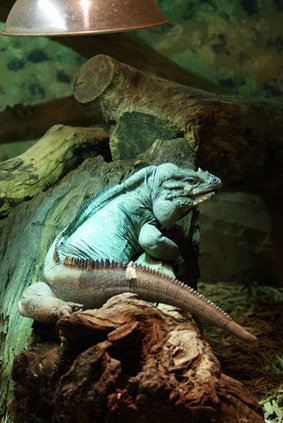 Iguanas are only one species of reptiles with spiny tails.