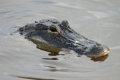 Female alligators have narrower snouts then males.