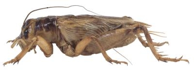 Breed crickets in a warm environment.
