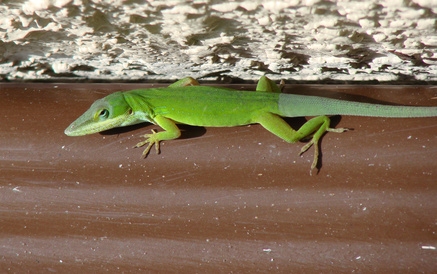 The green anole is the most common anole in American petshops.