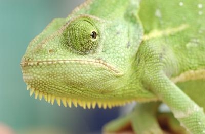 Chameleons thrive on insects, such as crickets and wax worms.
