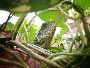 This lizard loves his terrarium home.