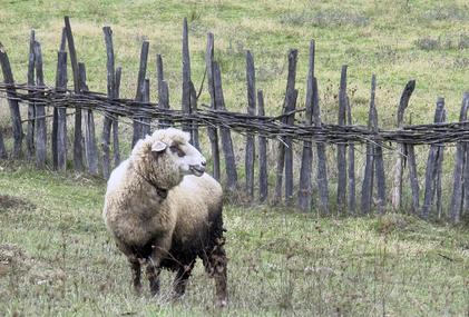 Sheep frighten easily and must be protected from predators.