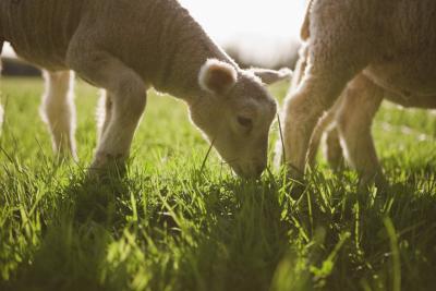 Sheep have specific nutritional needs, that grazing doesn't always fulfill.
