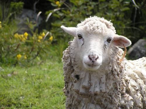 Sheep lice can easily spread from one sheep to an entire flock