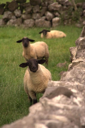 Young sheep benefit from a regular exercise program.