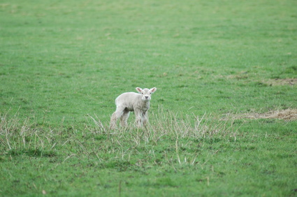 A young lamb.