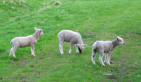 Livestock are animals like sheep, which are raised for their wool.